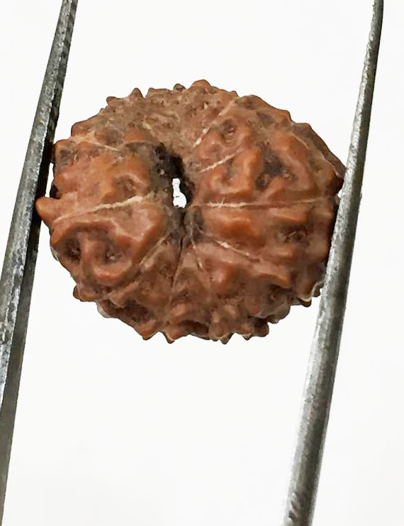 11 Mukhi Indonesia Certified Rudraksha size - 15 mm